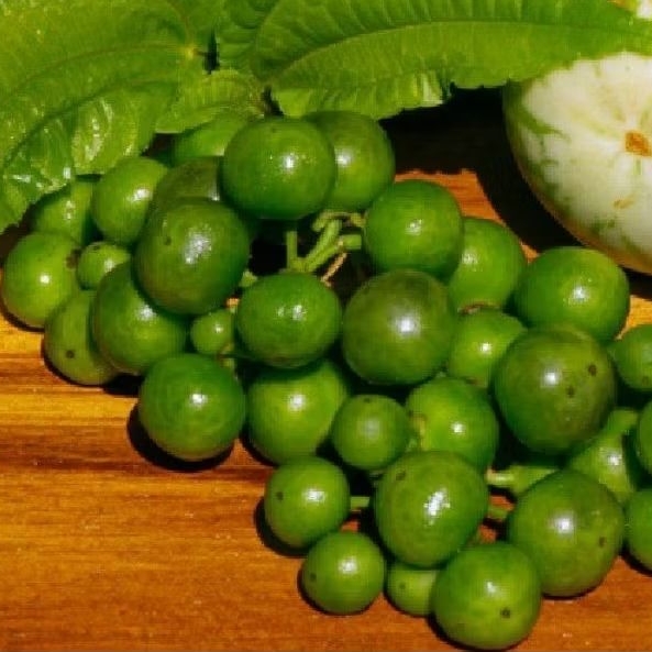 leunca segar asli dari bandung 1kg