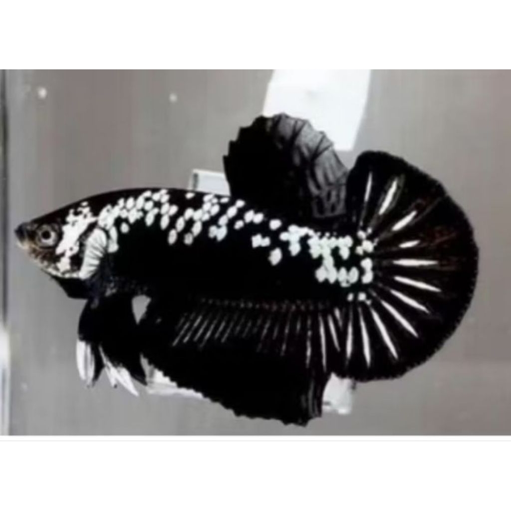 ikan cupang PK black mamba/black samurai PK hiasan akuarium