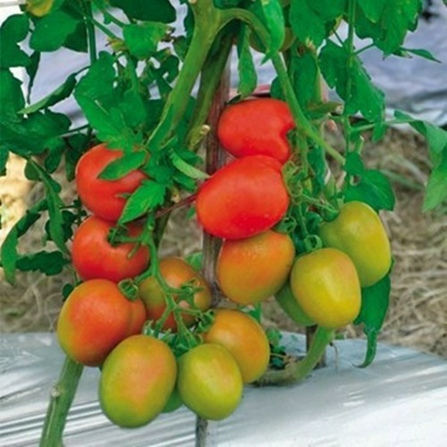 5 Biji Benih Tomat OPTIMA F1