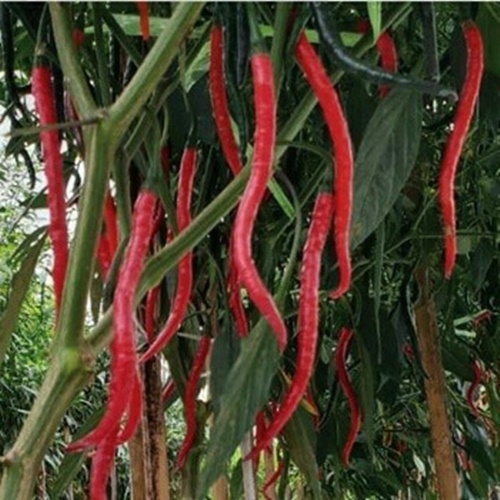 10 Biji Benih Cabe Keriting TM 999