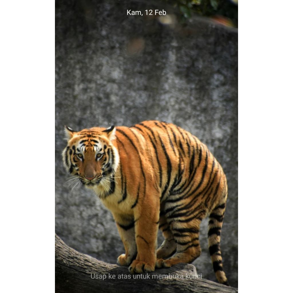 ketapang channa limbata cb×butterfly 5-6cm