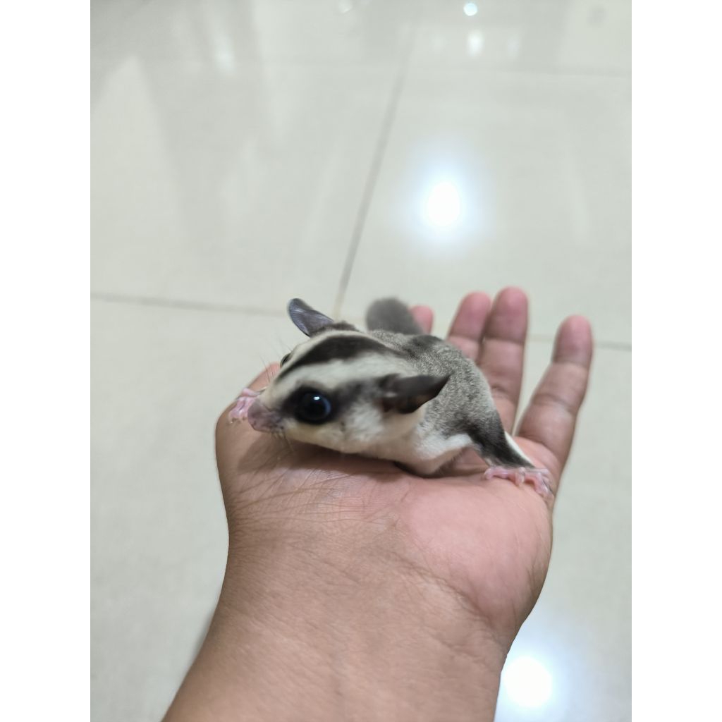 Sugar Glider White Face het Platinum Jantan