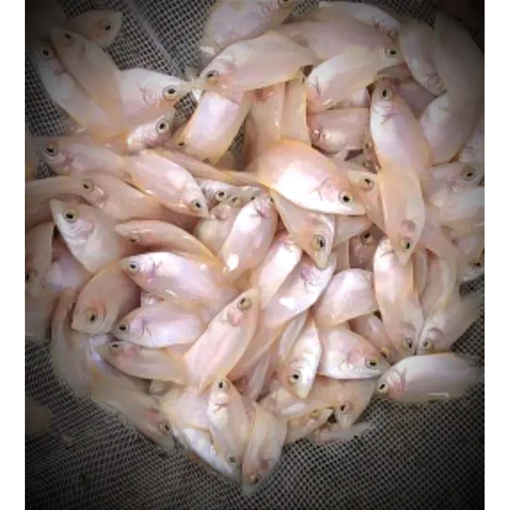 Bibit gurami Albino paket hemat isi 30 ekor