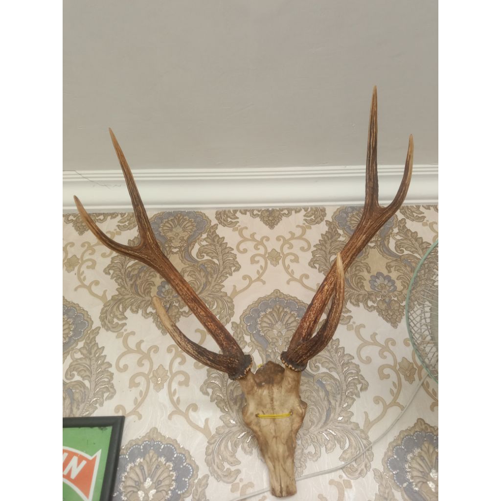 Pajangan tanduk rusa plus tengkorak alami, ORI 6 cabang
