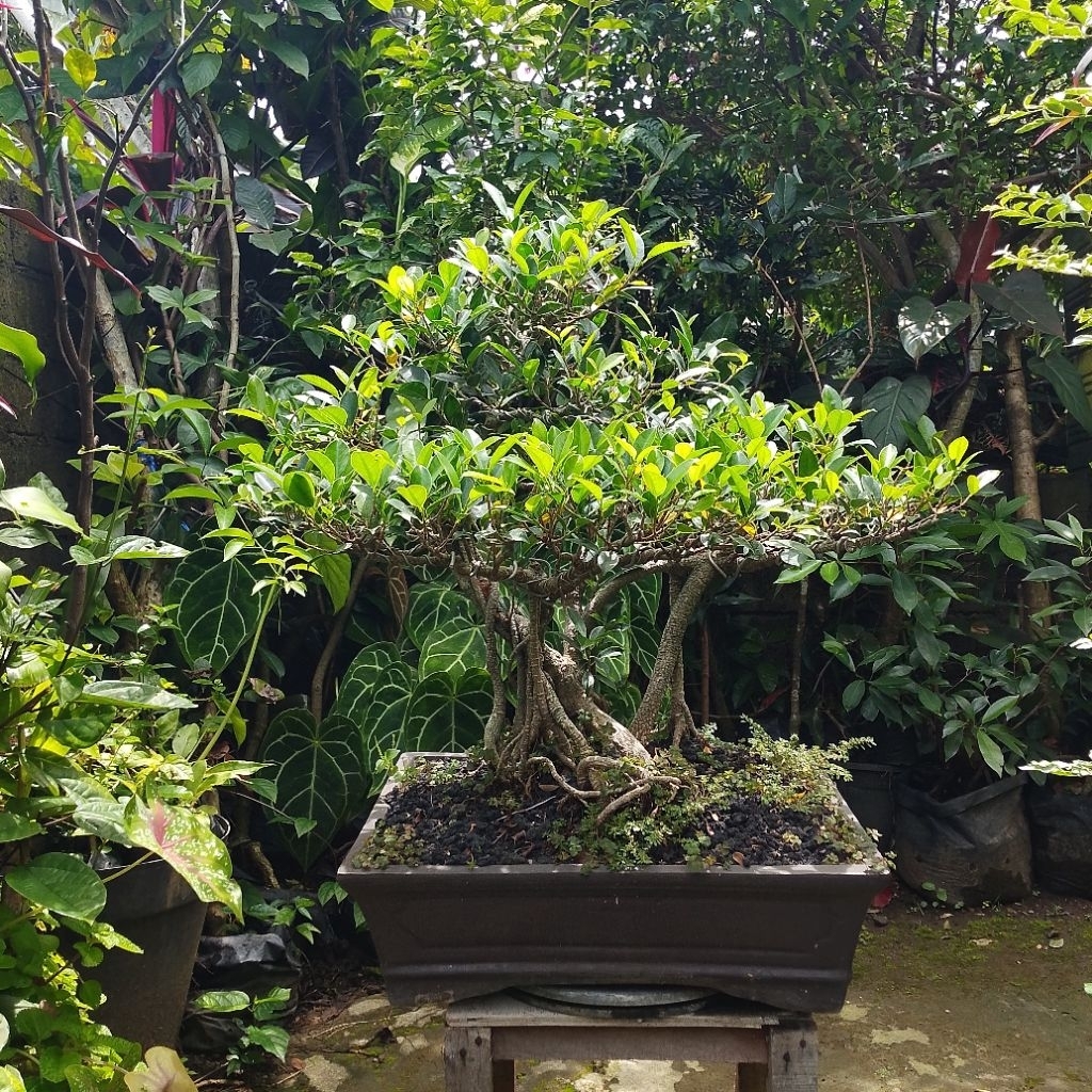 BONSAI BERINGIN KIMENG SIZE MEDIUM | PAJANGAN