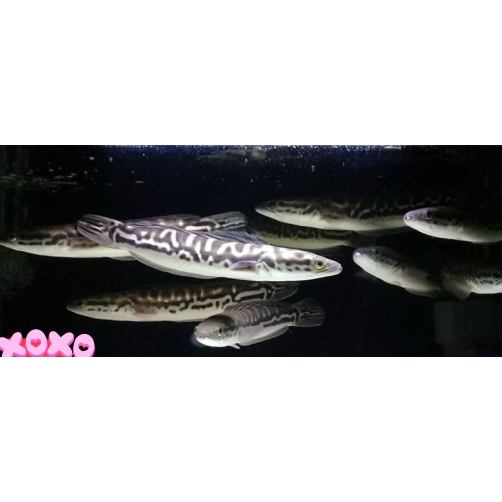 hiasan aquarium Ikan Hias Toman size 9.12