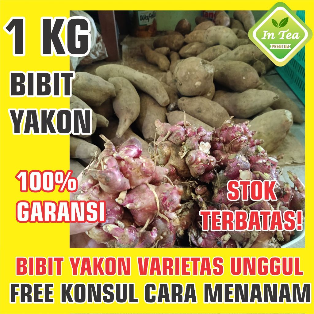 Bibit Yakon | Rimpang yakon 1 kg