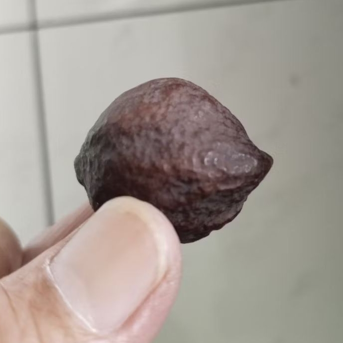 Kemiri Adu Muncang Adu Jalim Si Seleb Ori Pasangan Mewah