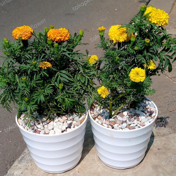tanaman bunga marigold kuning/tanaman hias/bunga marigold di pot