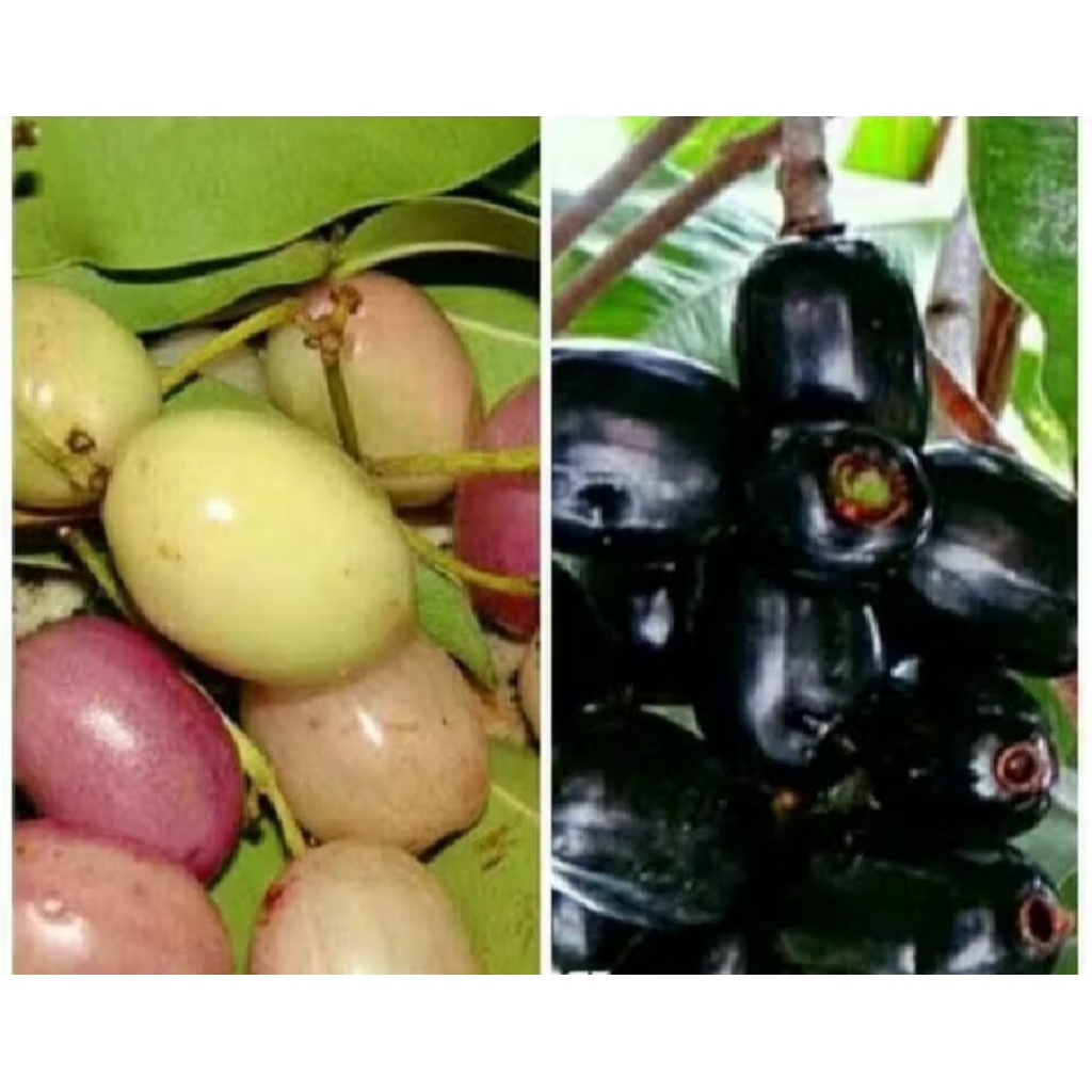 bibit juwet kombinasi putih dan hitam tanpa biji