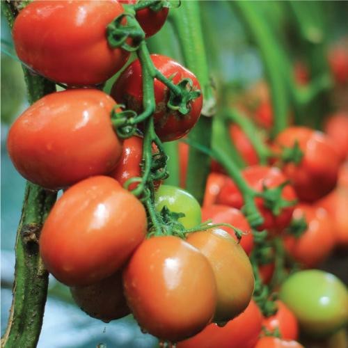 5 Biji Benih Tomat TM MARVEL