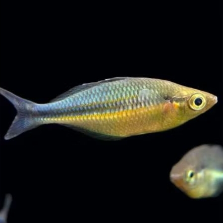 IKAN RAINBOW BIRU LACUSTRIC 4CM