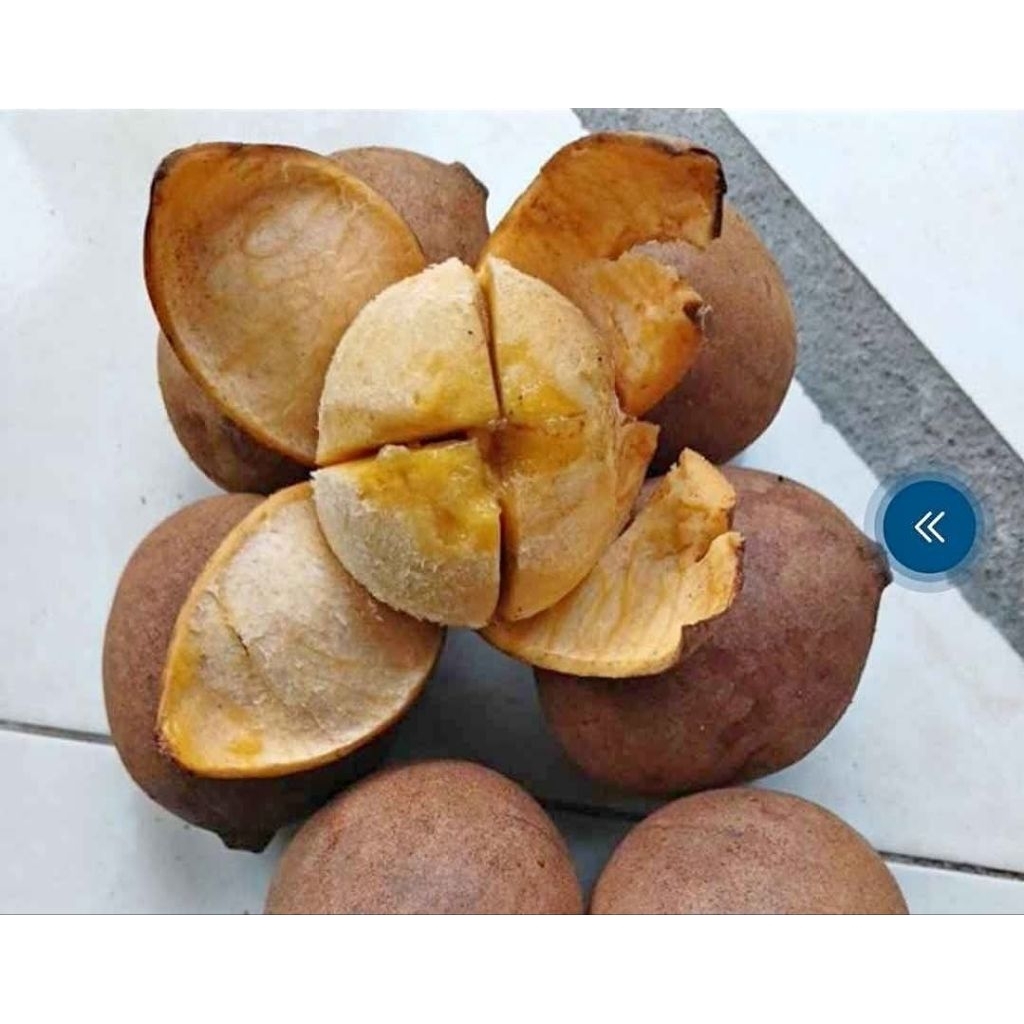 buah kepel / buah kepal / buah langka