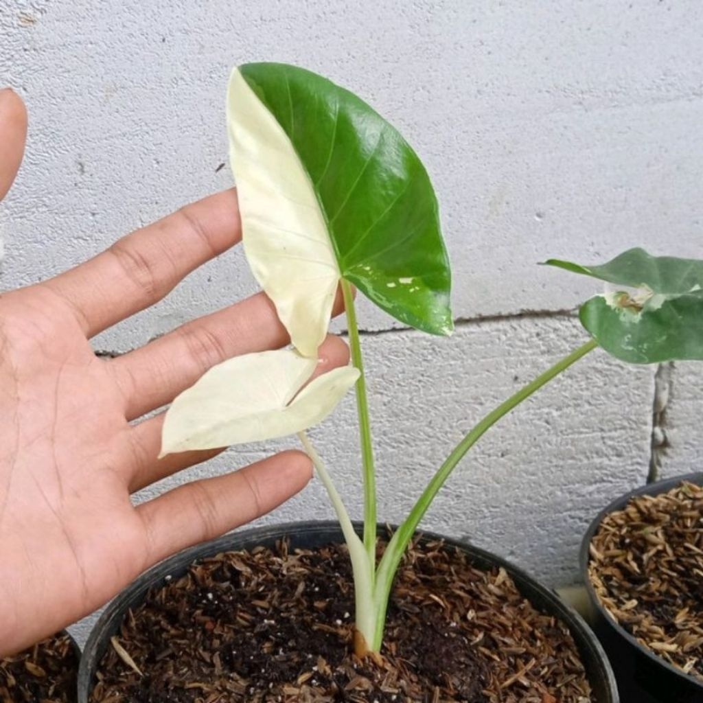 Tanaman hias keladi varigata corak bagus size remaja hiasan halaman rumah