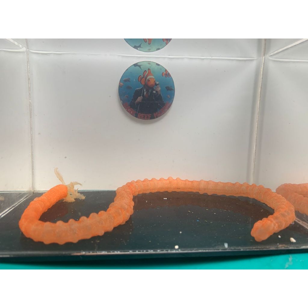 Teripang Usus Merah / Orange Medusa Worm