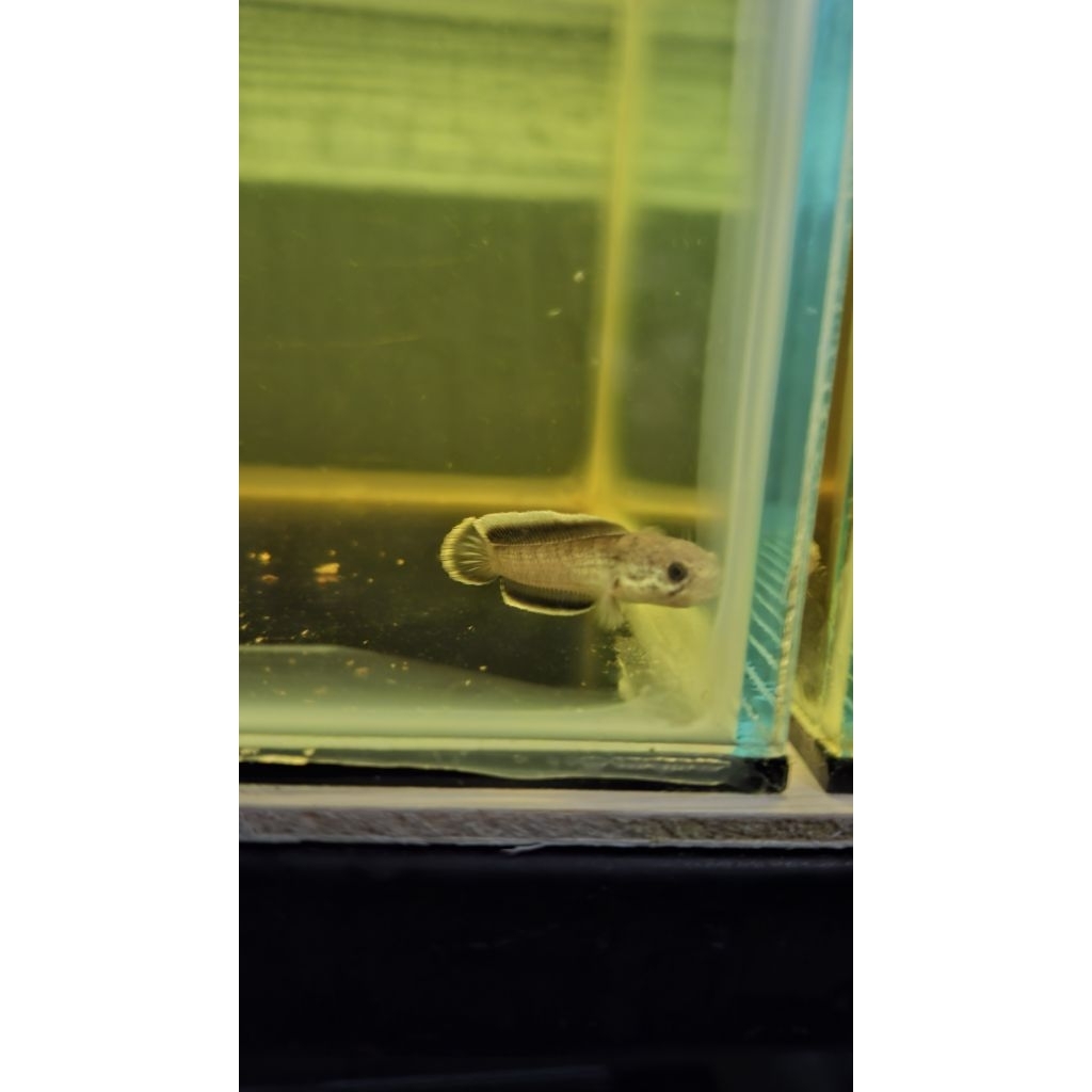 Stiker chana Limbata CB berkualitas 7-8cm