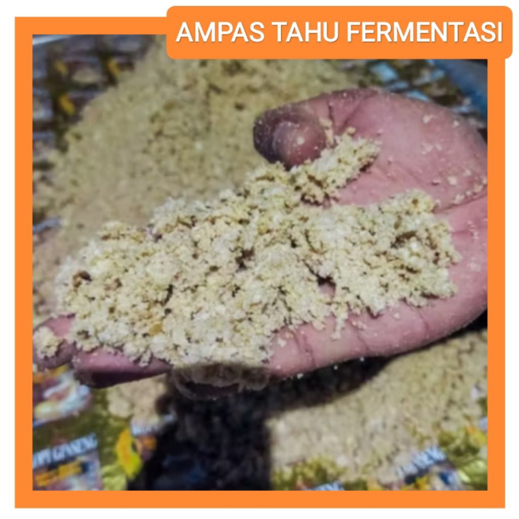 PAKAN TERNAK MURAH | AMPAS TAHU FERMENTASI | AMPAS TAHU