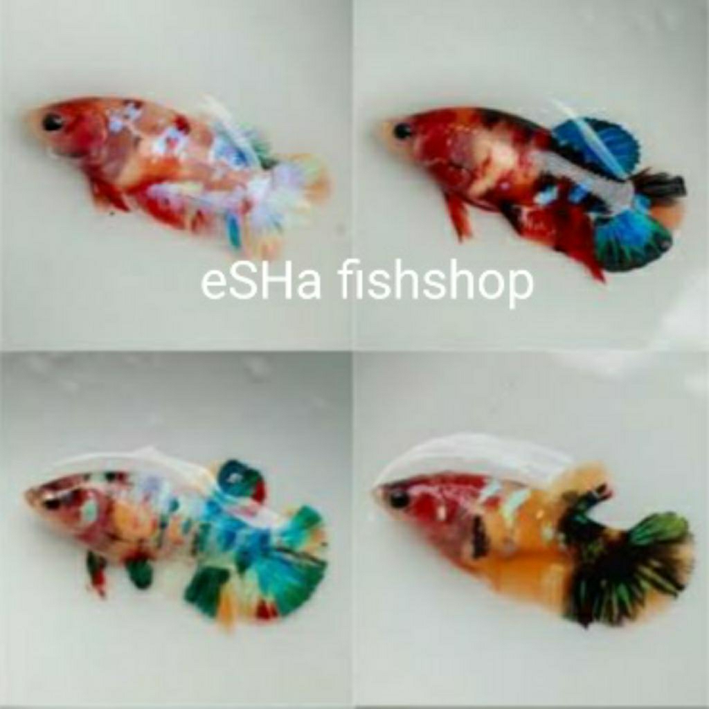 hiasan aquarium Cupang Plakat Koi Multicolour Galaxy dengan warna acak sepasang