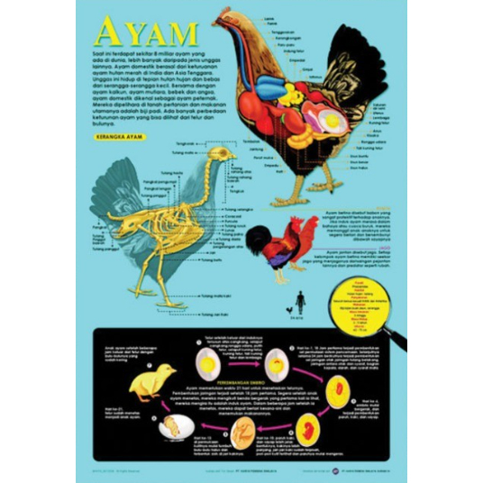 Poster Ayam / Anatomi Hewan