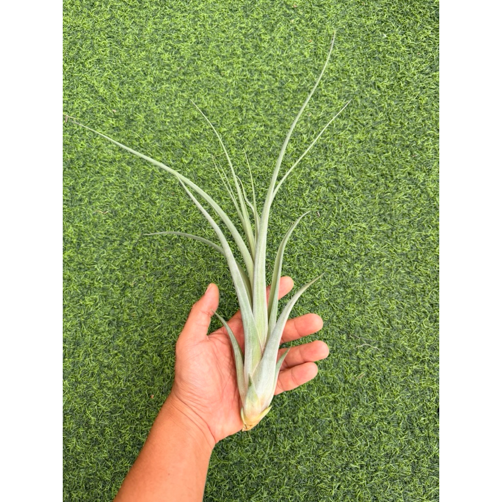 tillandsia gunalda (concolor x caput medusa)