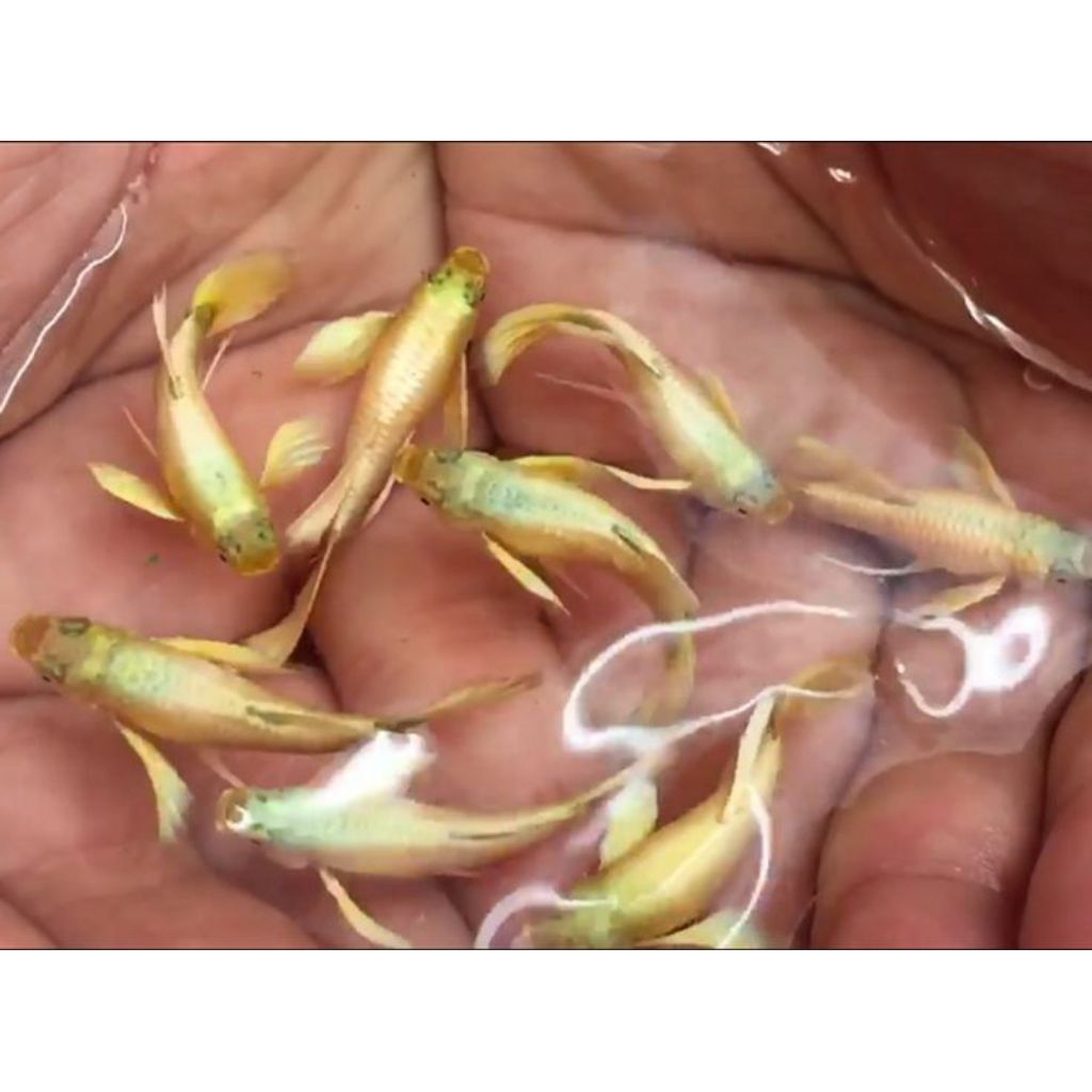Ikan Guppy Fullgold  - Sepasang, Warna Emas, Genetik full gold, Usia 4 Bulan