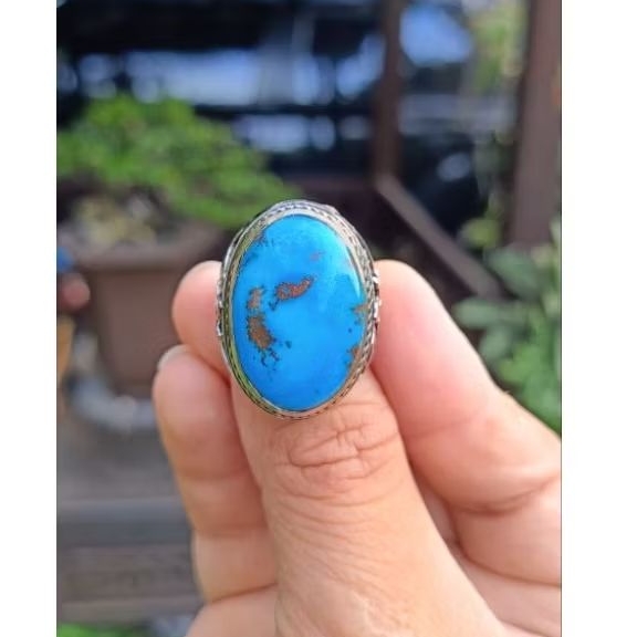 Pirus Mesir lawasan Biru Fancy full Daging