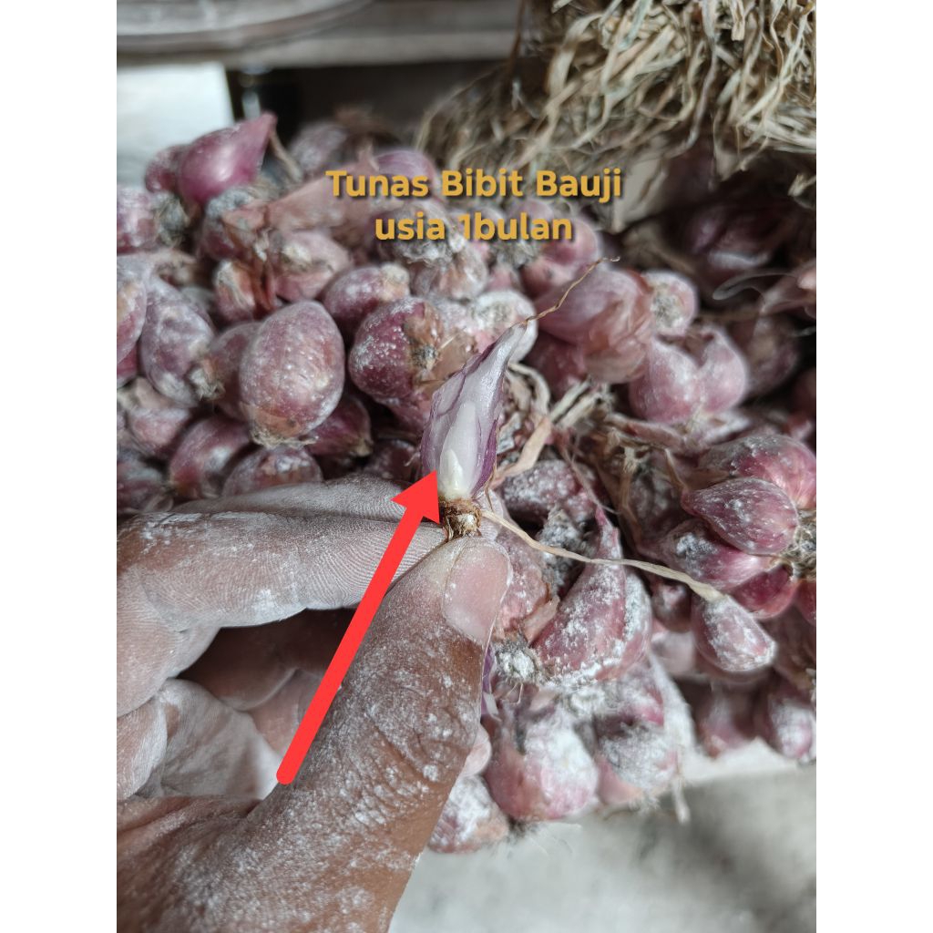 BIBIT BAWANG MERAH BAUCI (1Kg) BELUM SIAP TANAM || BAWANG MERAH NGANJUK