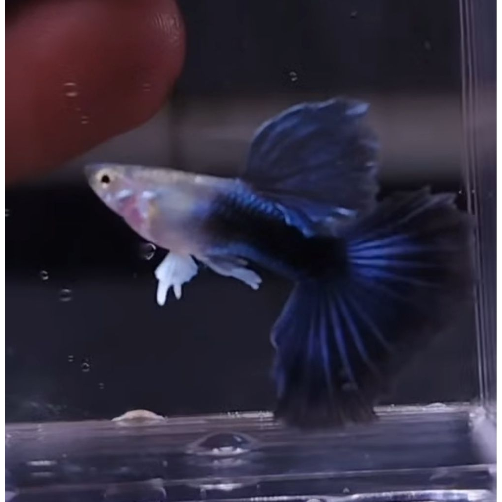 Hiasan Aquarium Guppy HB Blue Halfmoon ikan sepasang indukan