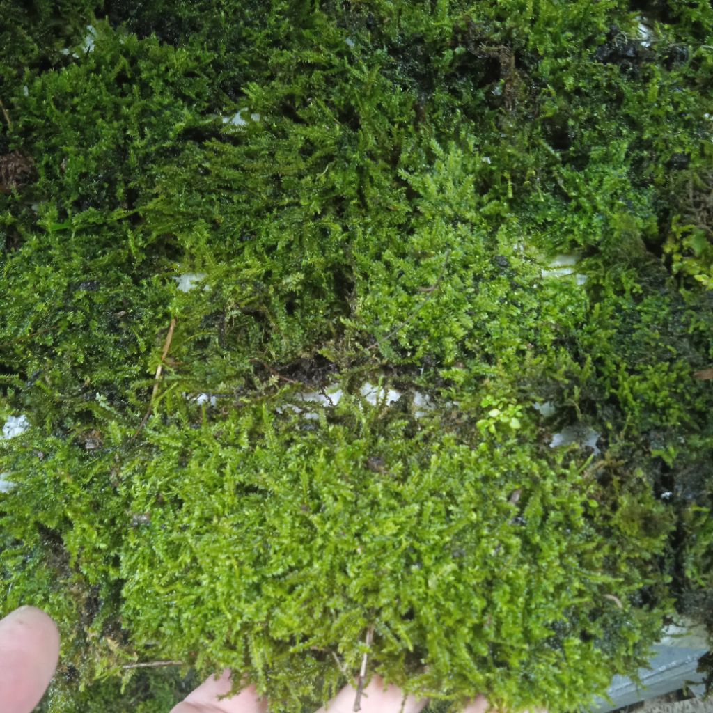 tanaman mos darat untuk paludarium/terarium per mika 15*8cm