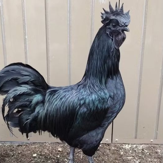 TELUR AYAM CEMANI  ASLI ORIGINAL LIDAH HITAM