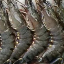 Udang basah besar 1kg