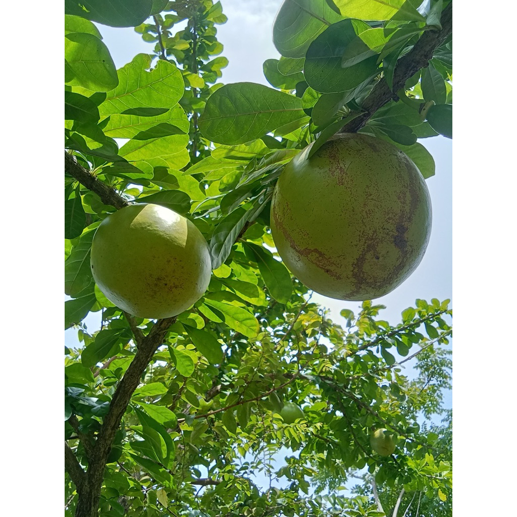 Buah Berenuk Segar Tradisional Makassar / Biji