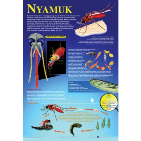 Poster Nyamuk / Anatomi Hewan