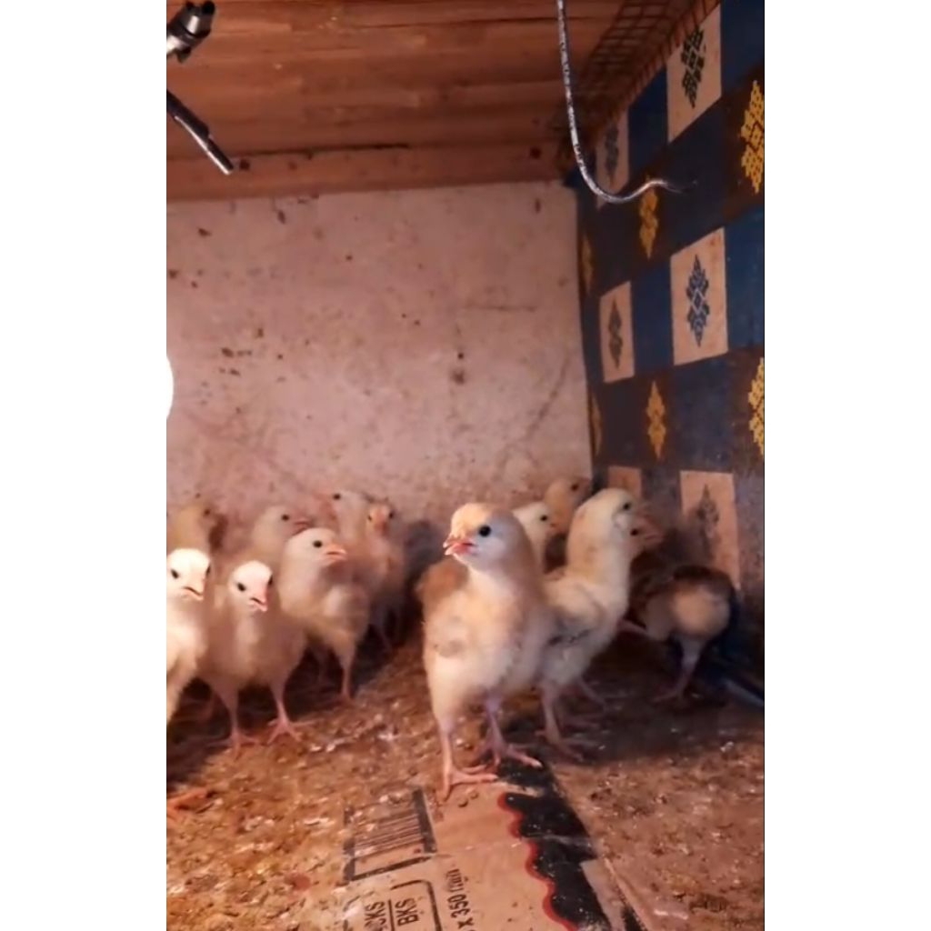 DOC Ayam Sengkuni ( SK1 )