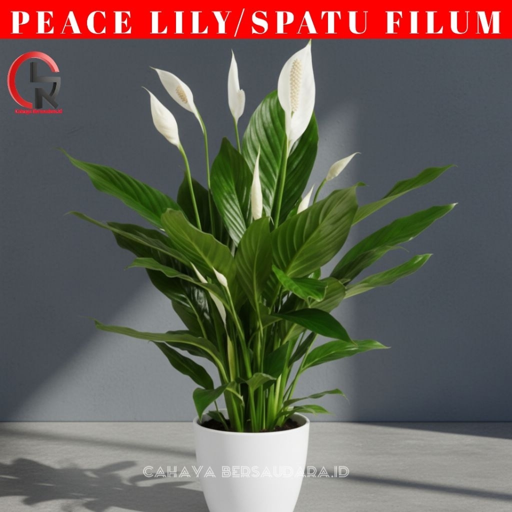 Peace Lily//Spatu Filum Rimbun Tanaman Penghisap Racun Dan Asap Rokok Cocok Untuk Hiasan Ruangan