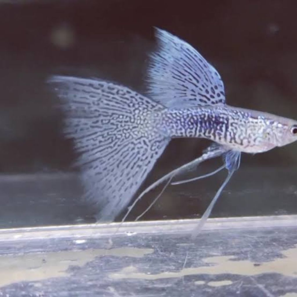 Aksesoris guppy (blue Lace Ribbon)