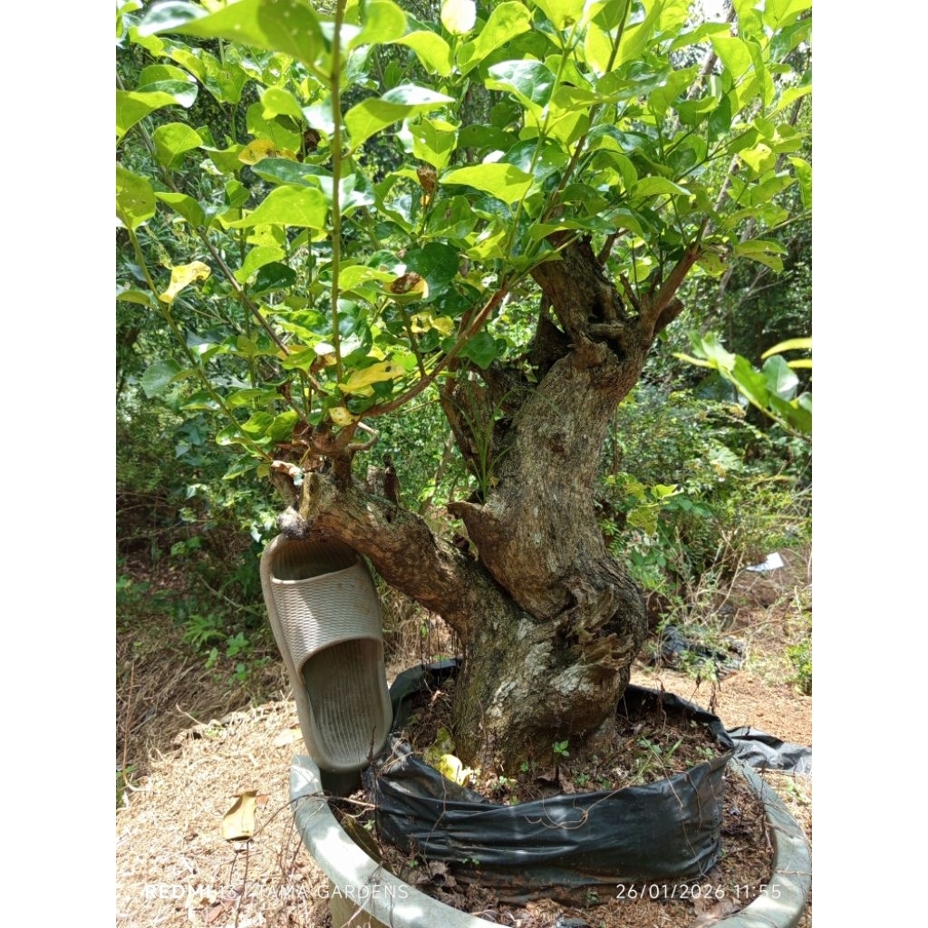 Bahan bonsai wahong laut ukuran jumbo berkarakter sesuai foto