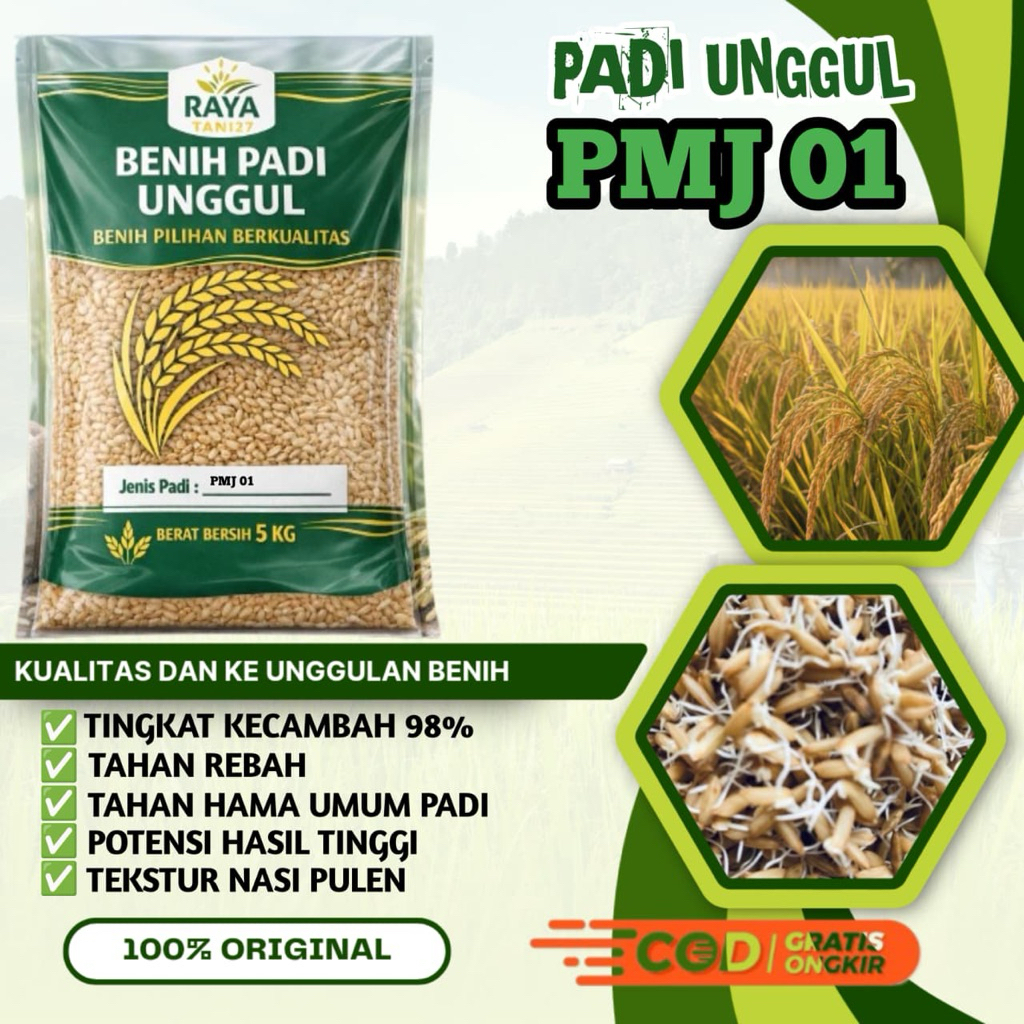 Benih padi bibit padi unggul RAJASA 01 Asli kemasan 5kg kualitas terpilih dari biji terseleksi