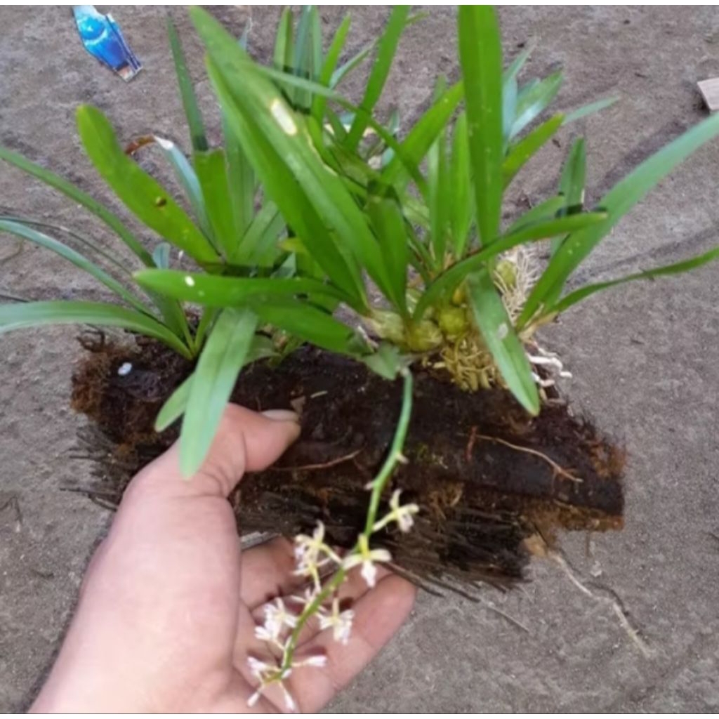 ANGGREK HUTAN BULBO MINI