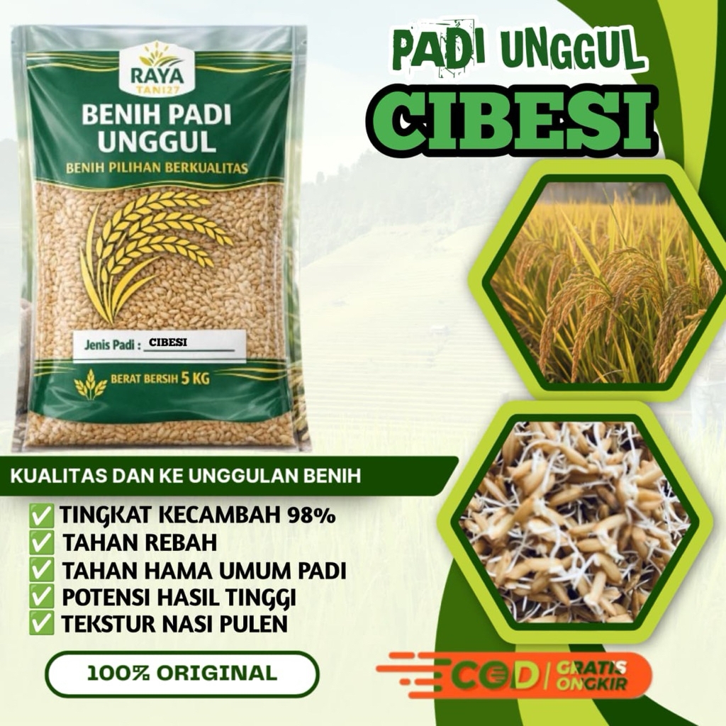 benih padi bibit padi unggul CIBESI kemasan 5kg kualitas super