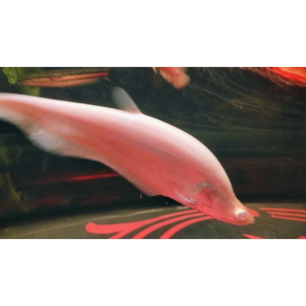 IKAN HIAS BELIDA ALBINO SIZE 22CM .JAMIN SEHAT