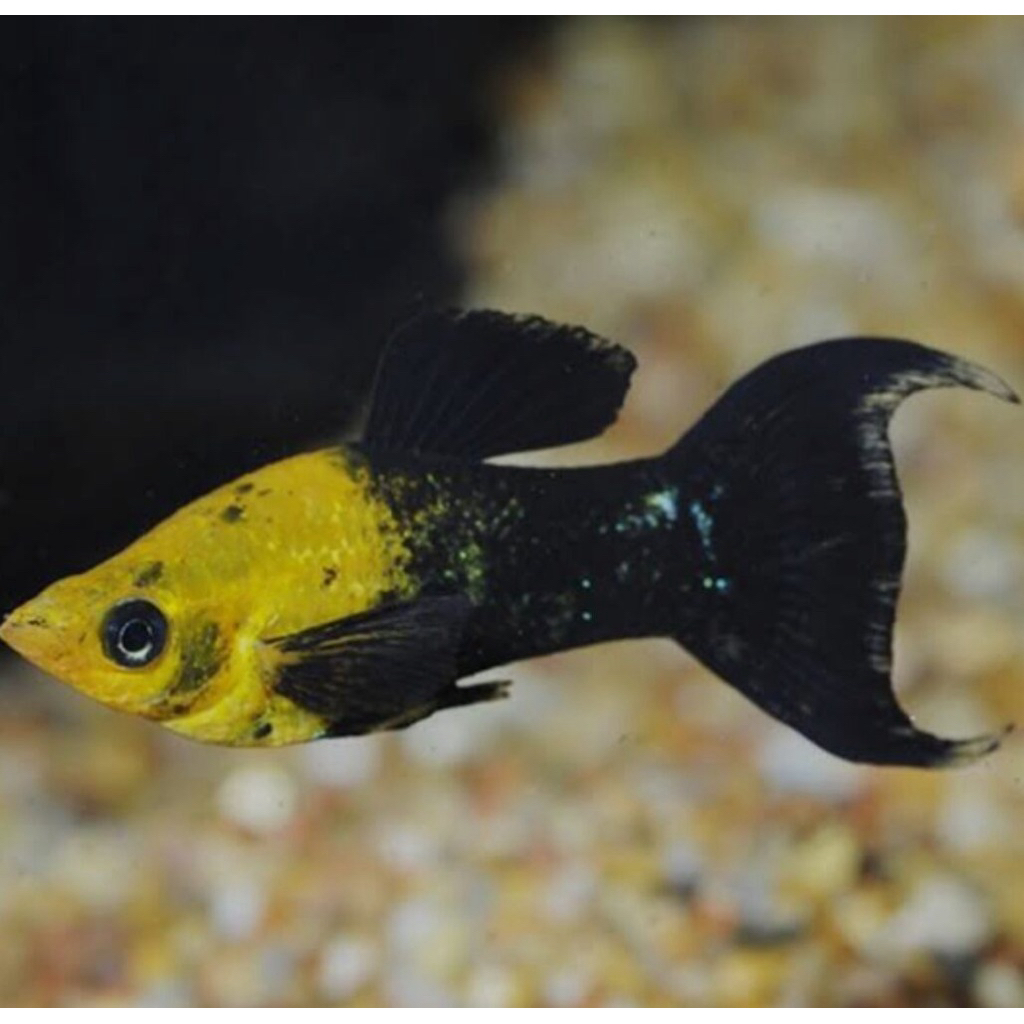 ikan molly golden black cawang 30ekor