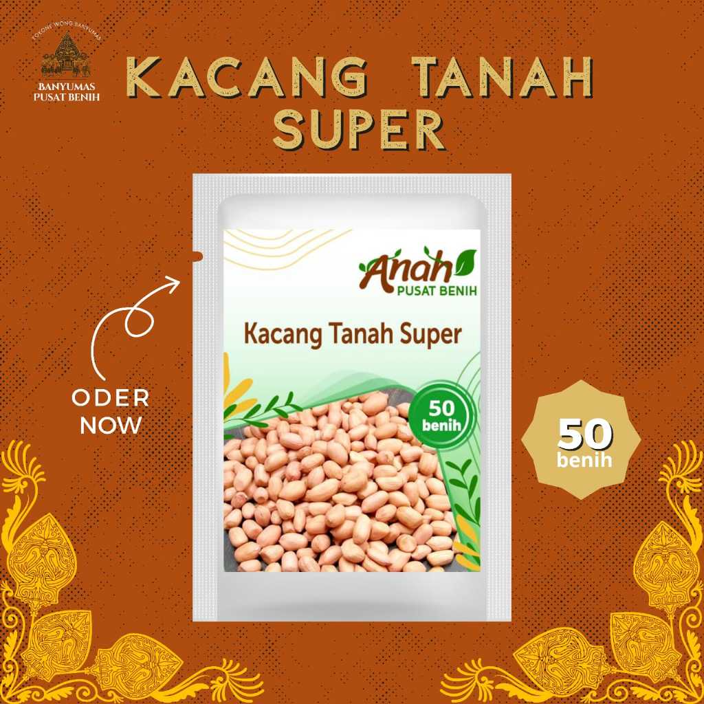 Benih kacang tanah super 50 benih / bibit biji kacang tanah  jumbo / banyumas pusat benih