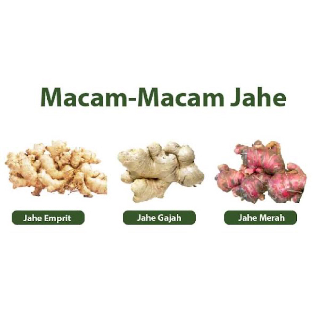 Jahe segar | Jahe merah | Rimpang aromatik | Rempah | Ecer dan grosir