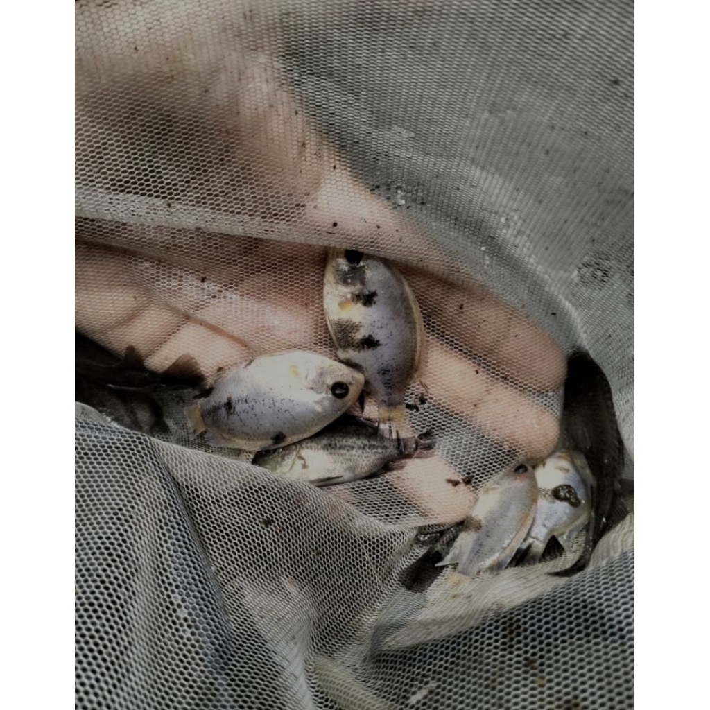 Vieja Fenestratus Marble