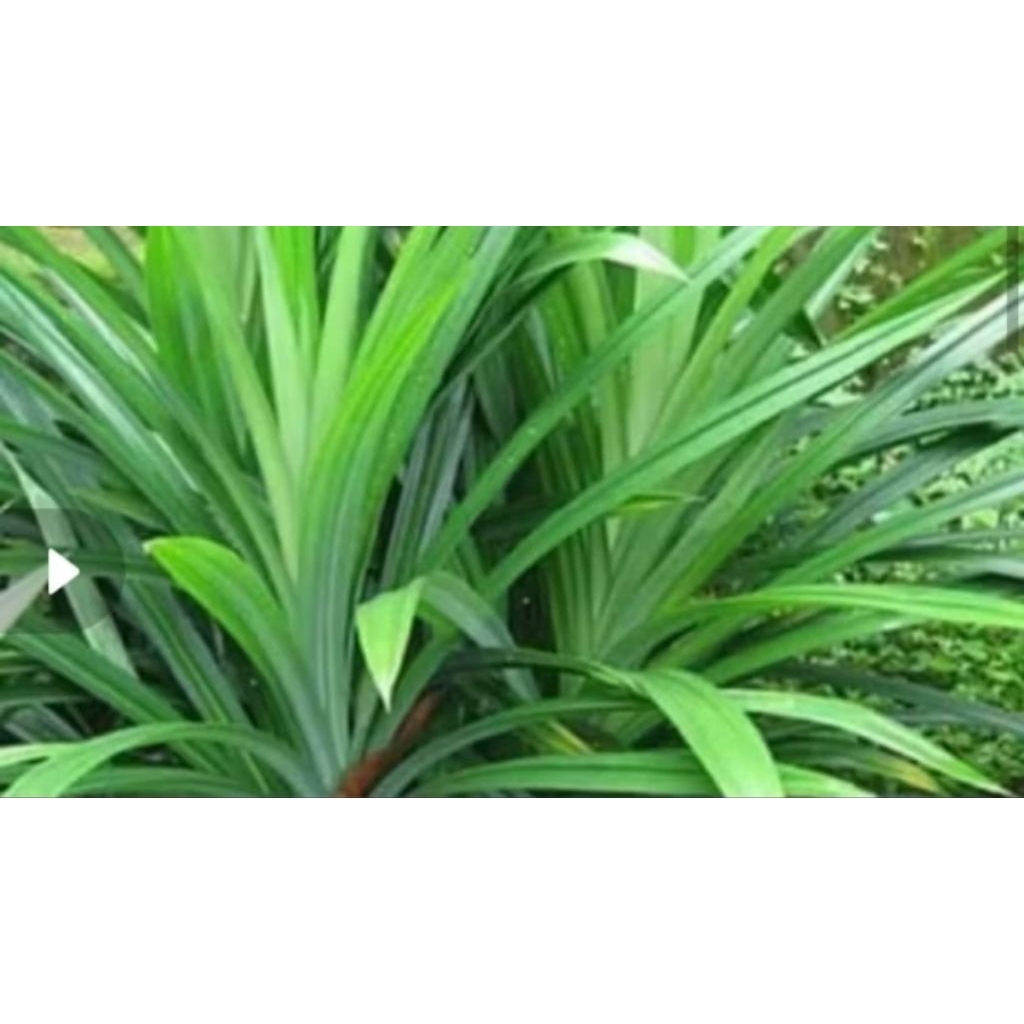 promo 25 lembar daun pandan wangi.besar,panjang dan bersih