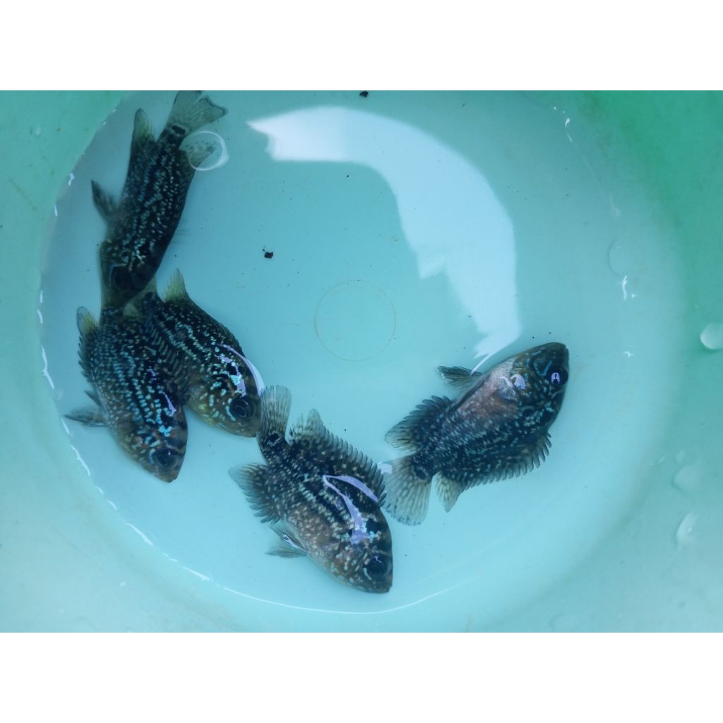 Plastik gambar anak Louhan Kamfa F3 x cencu GB TOP Grade A full mutiara marking tebal