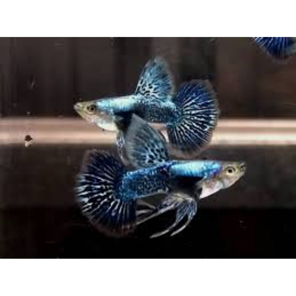 Aksesoris guppy (blue dragon Ribbon)