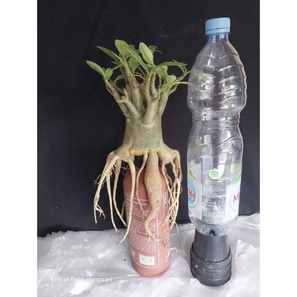 Adenium Arabicum Hibrid Golden Root Akar Emas Somalense
