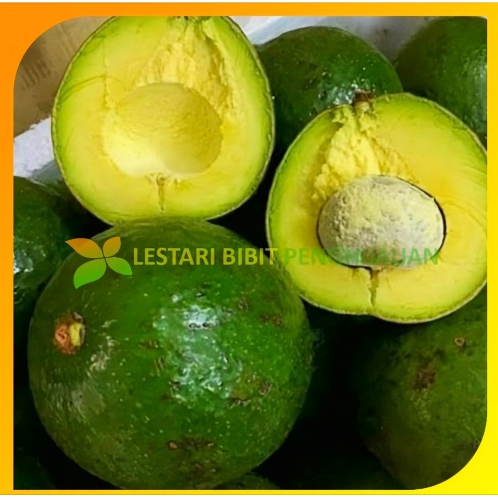 Alpukat markus/Kendil Jomblo 1 Kg